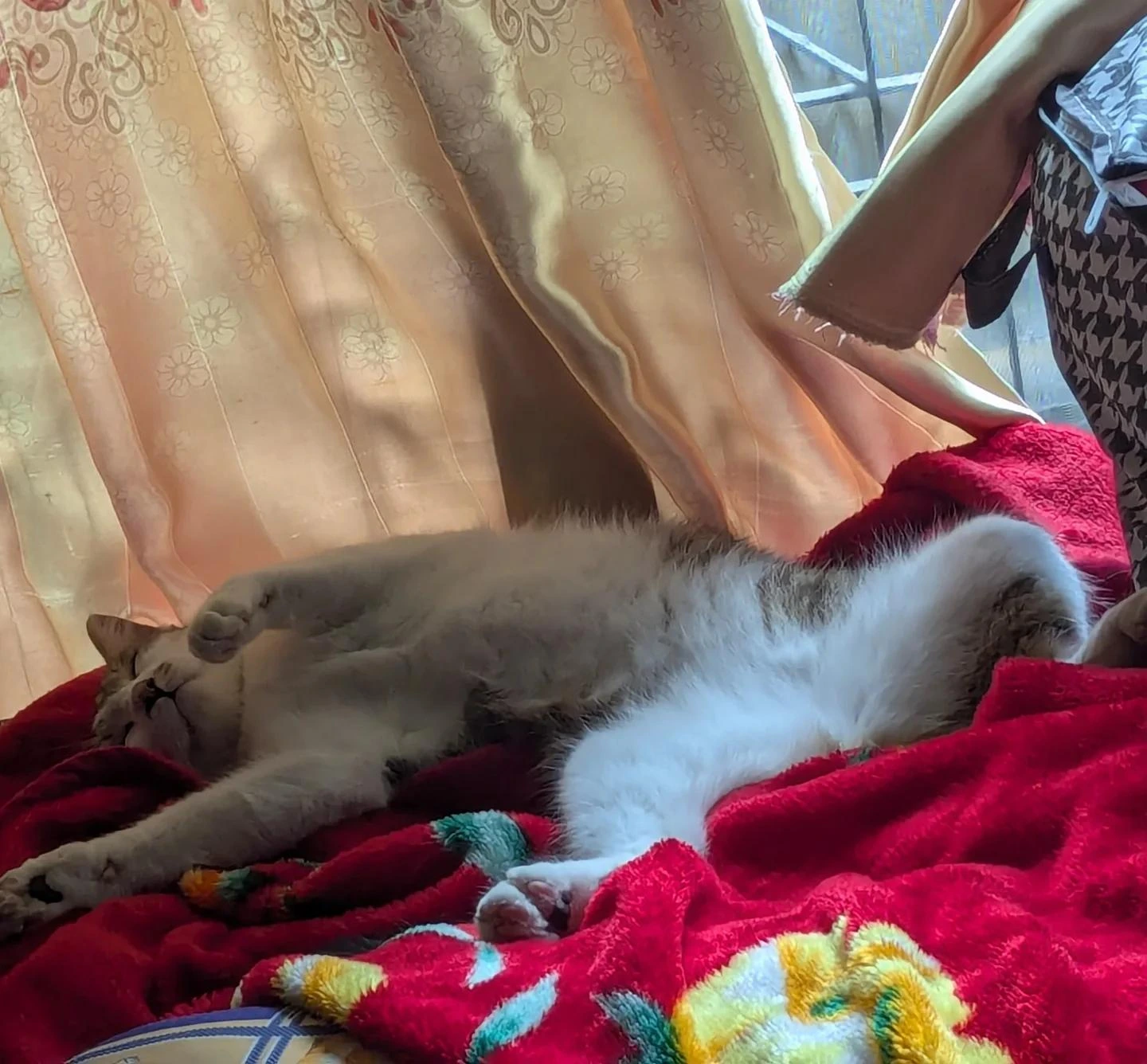 Kitten Afternoon Nap