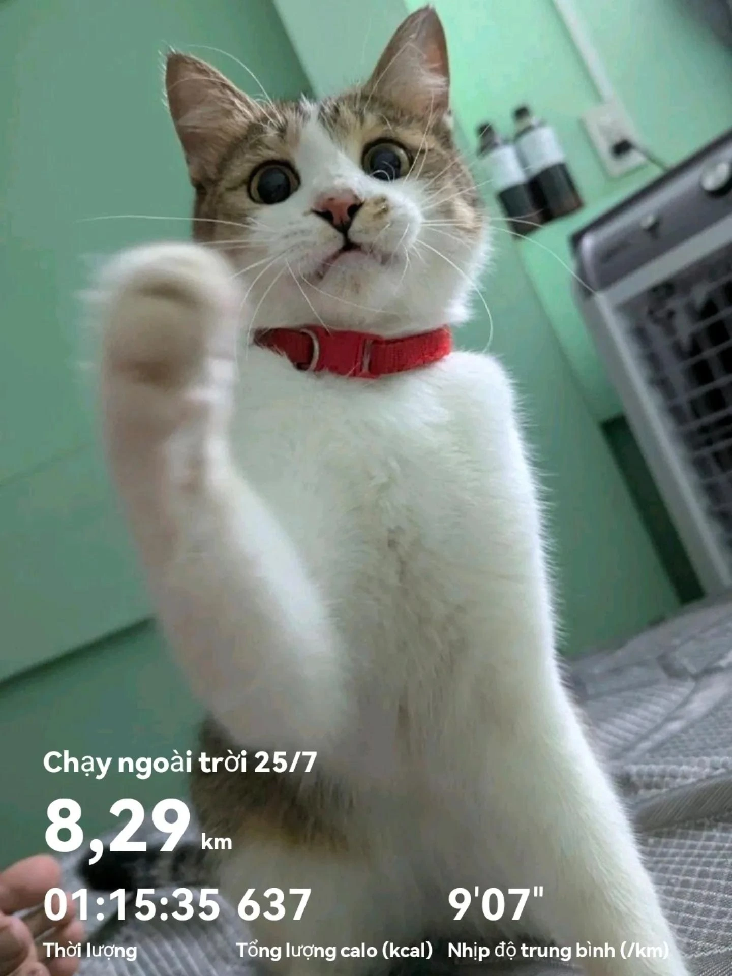 High-Five After 8.29km Run