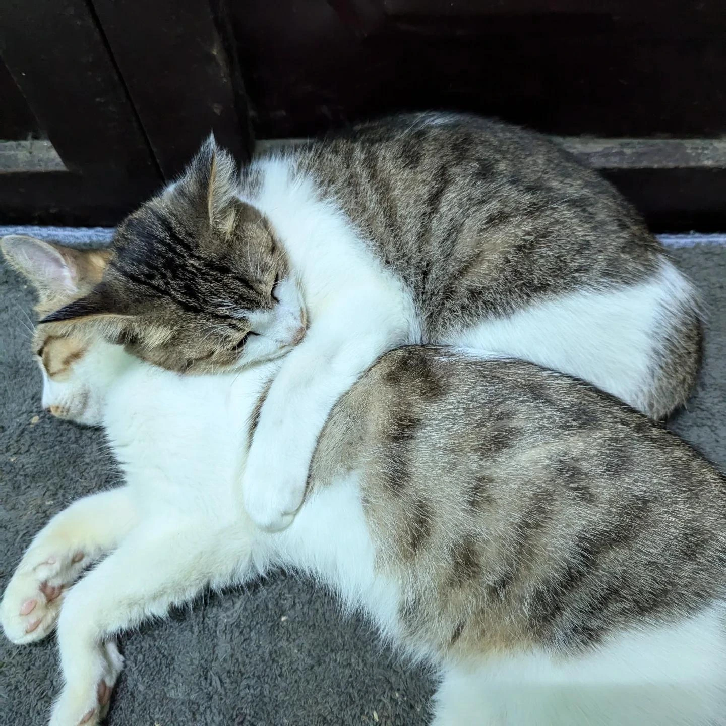 Cuddled Sleeping Cats