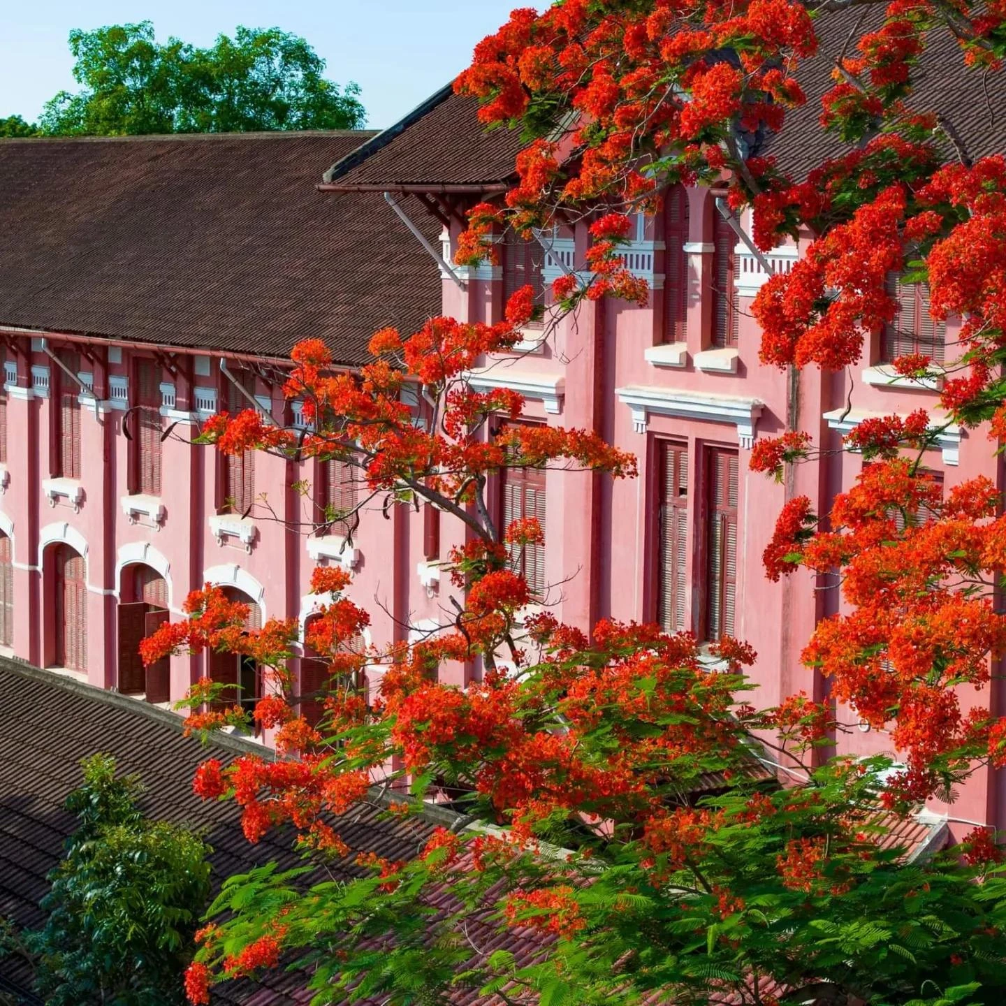 Quoc Hoc Hue in Poinciana Bloom